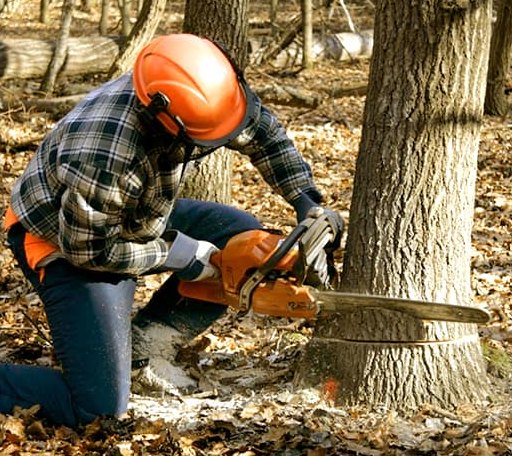 Tree Removal in Orwell, VT